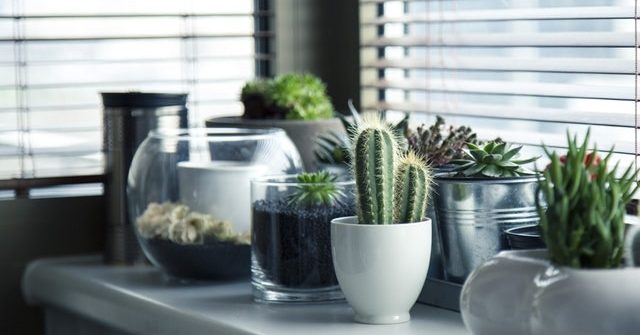 Plant Care App