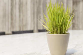 How to grow lemongrass indoors
