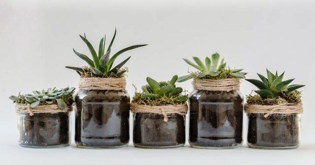 Best indoor Succulents for Beginners