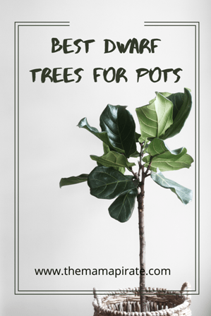 dwarf trees in containers