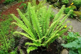 How to grow sword ferns from spores