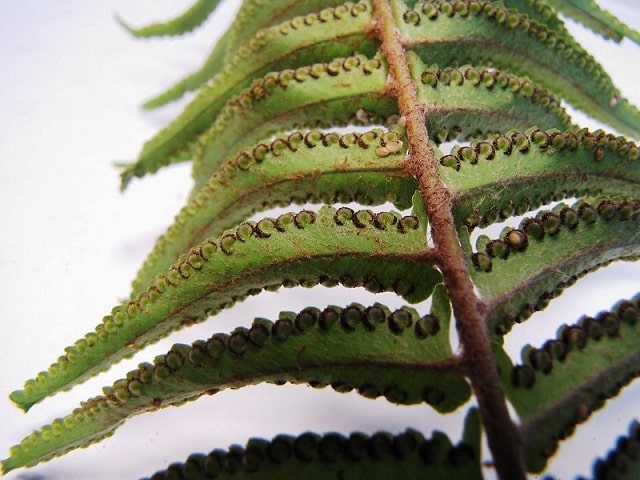 sword ferns spores