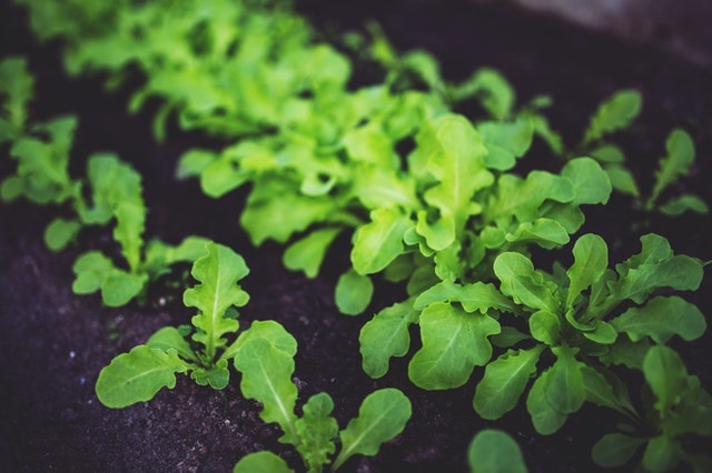 vegetable garden